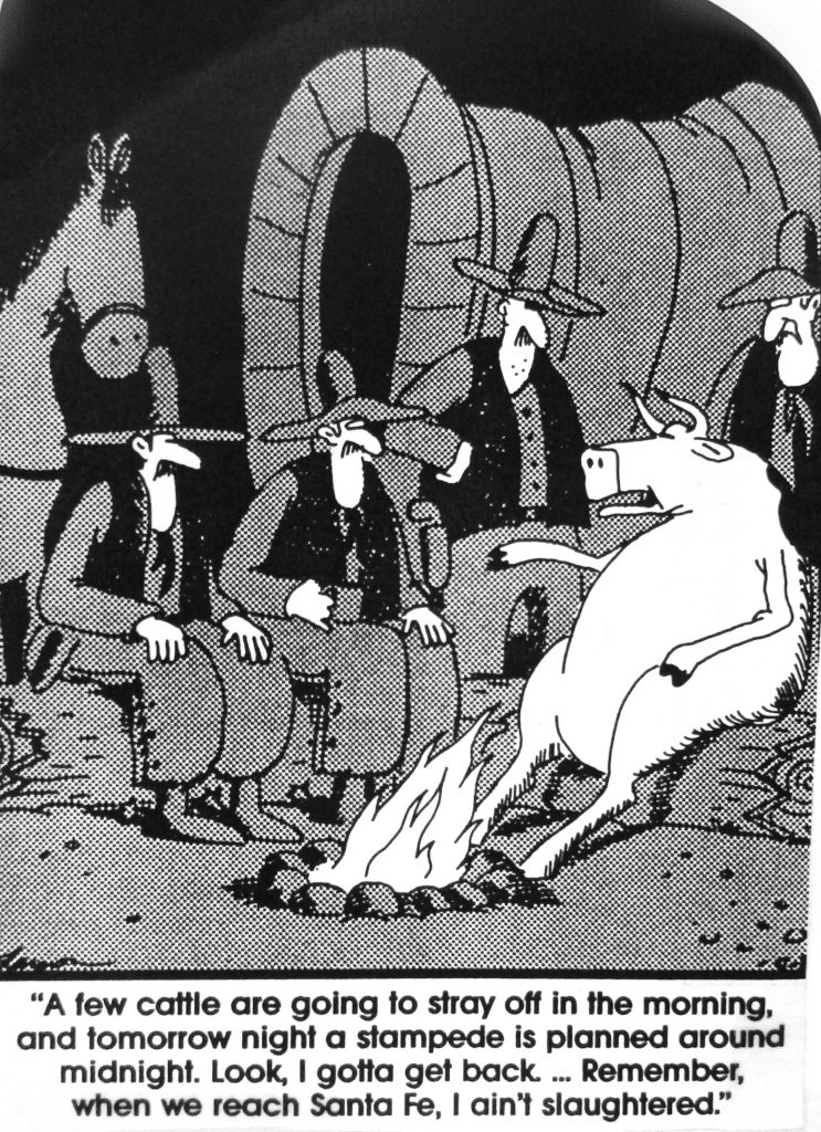 Cartoon A Few Cattle Going To Stray Of In The Mornong Tomarrow Night A Stampede Is Planned Arround Midnight
