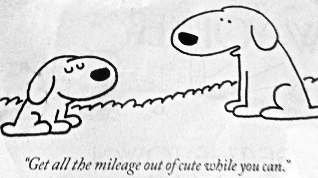 Cartoon Get All The Mileage Out Of Cute While You Can