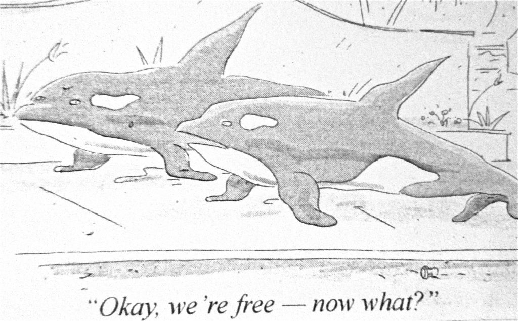 Cartoon Okay Were Free Now What