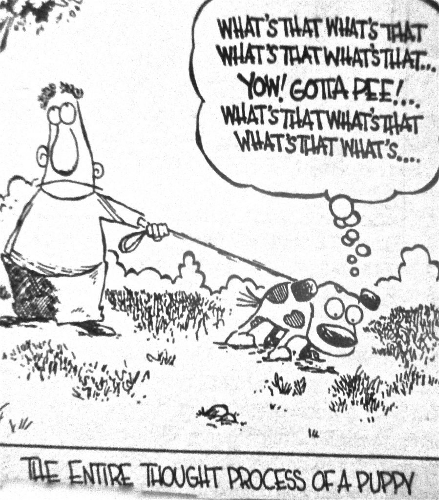 Cartoon The Entire Process Of A Puppy