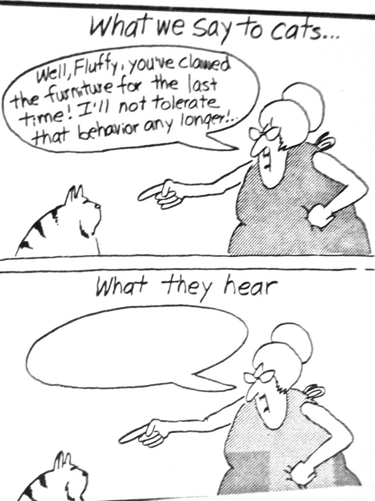 Cartoon What We Say To Cat What They Here