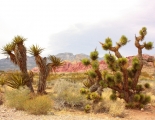 <p>The Desert - By Nick Romeo</p>