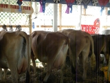 <h5>Milk Me</h5><p>By Melissa R. Mendelson</p>