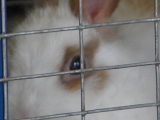 <h5>Bunny Caged</h5><p>Country Fair 2 - By Melissa R Mendelson</p>