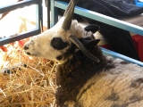 <h5>Horned Ram</h5><p>Country Fair 2 - By Melissa R Mendelson</p>