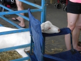 <h5>Shaved Sheep</h5><p>Country Fair 2 - By Melissa R Mendelson</p>