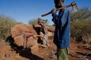 <h5>Elephant Poaching - Killed For Their Tusks</h5><p>Two African men bludgeon an elephant to death and remove it's tusks with an axe.</p>