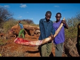 <h5>Elephant Poaching - Killed For Their Tusks</h5><p>Two young African poachers show off an elephant tusk after it was severed from a murdered elephant.</p>