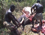 <h5>Elephant Poaching - Killed For Their Tusks</h5><p>Two African poachers struggle to remove an elephant tusk from an elephant they just killed.</p>