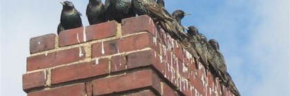 Birds Invade Home Through Chimney