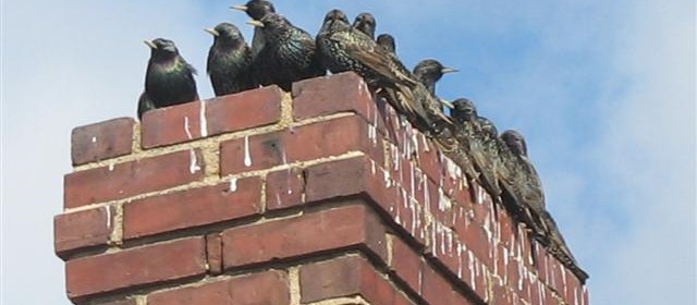 Birds Invade Home Through Chimney