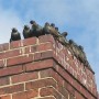 Birds Invade Home Through Chimney