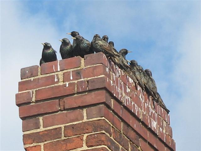 Birds Invade Home Through Chimney | Antarctica Journal