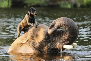 Elephant and dog