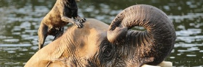 Elephant and dog