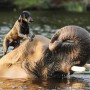 Elephant and dog
