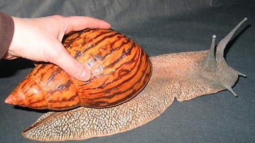 giant-ghana-snail-500x280.jpg