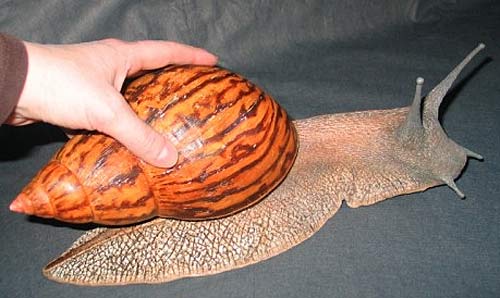 Giant snails | Antarctica Journal