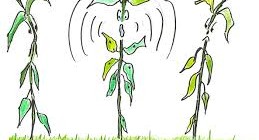 Can plants talk to each other?