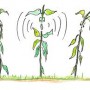 Can plants talk to each other?