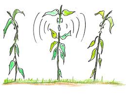 Can plants talk to each other?