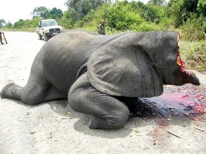 Elephant Poaching