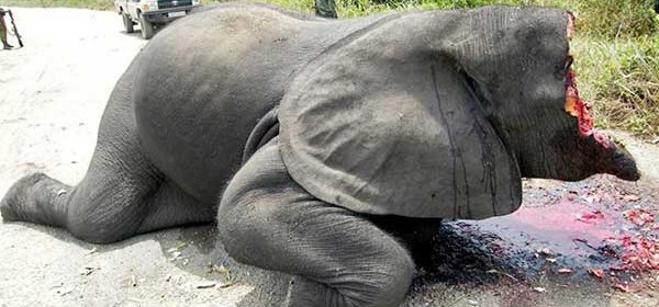 Elephant Poaching