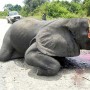 Elephant Poaching
