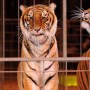 Circus Tiger