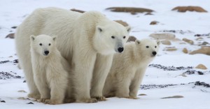 The Effects of Global Warming on Polar Bears