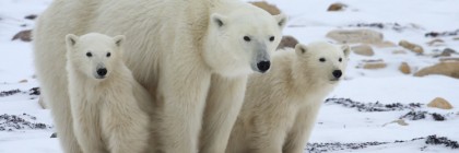 The Effects of Global Warming on Polar Bears