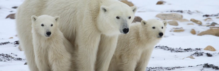 The Effects of Global Warming on Polar Bears