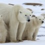 The Effects of Global Warming on Polar Bears