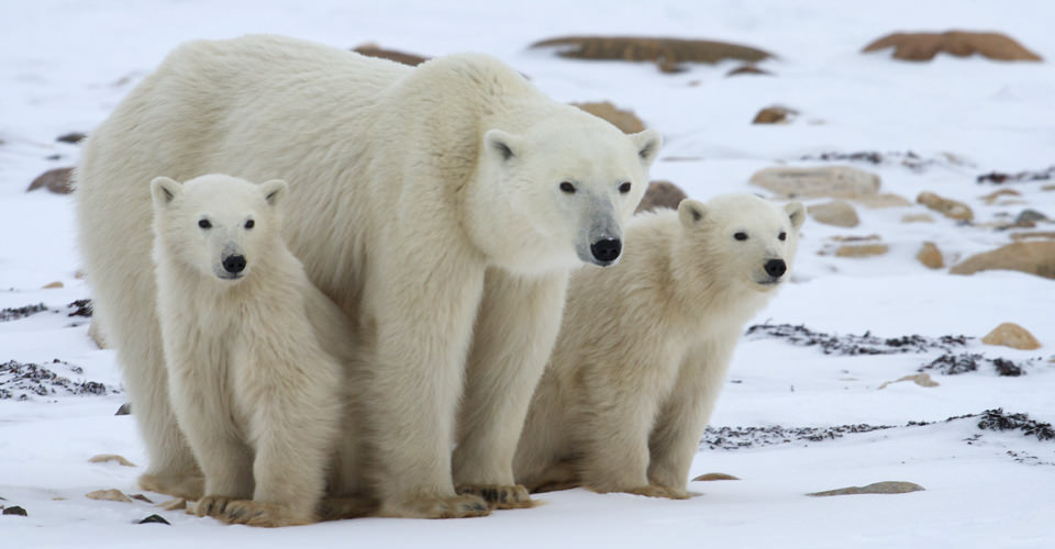 The Effects of Global Warming on Polar Bears Antarctica Journal