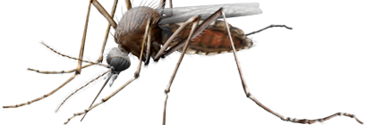 Mosquito