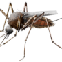 Mosquito