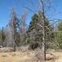 Evergreen trees