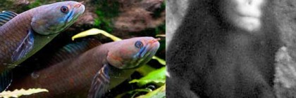 new species in the Himalayas