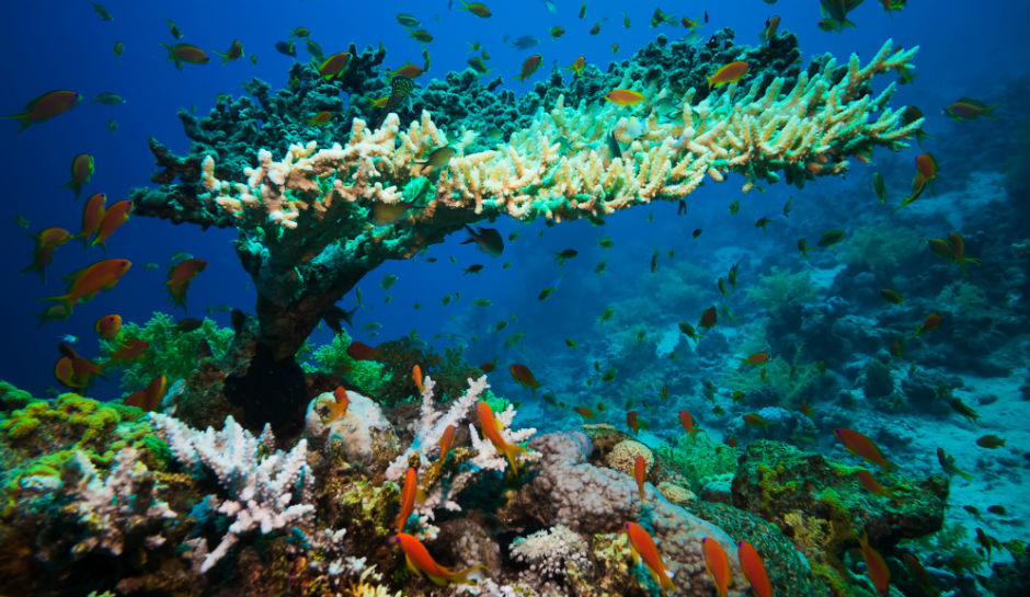 Warming oceans killing coral reefs  Antarctica Journal