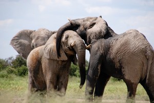 How elephants defy getting cancer