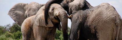 How elephants defy getting cancer