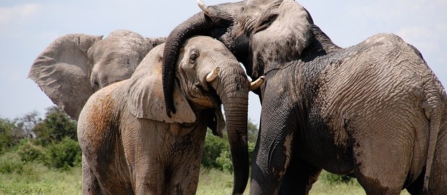 How elephants defy getting cancer