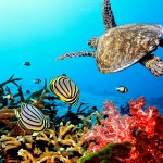 Coral reefs continue to die until carbon output drops
