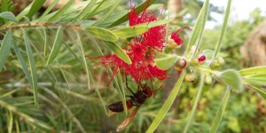 Bees In India