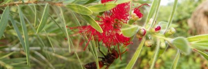 Bees In India