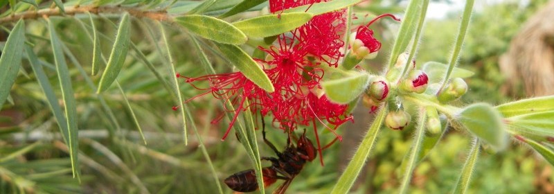 Bees In India