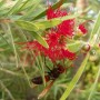 Bees In India