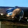 Drunk Monkey Attacks Patrons