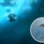 Penguin cams