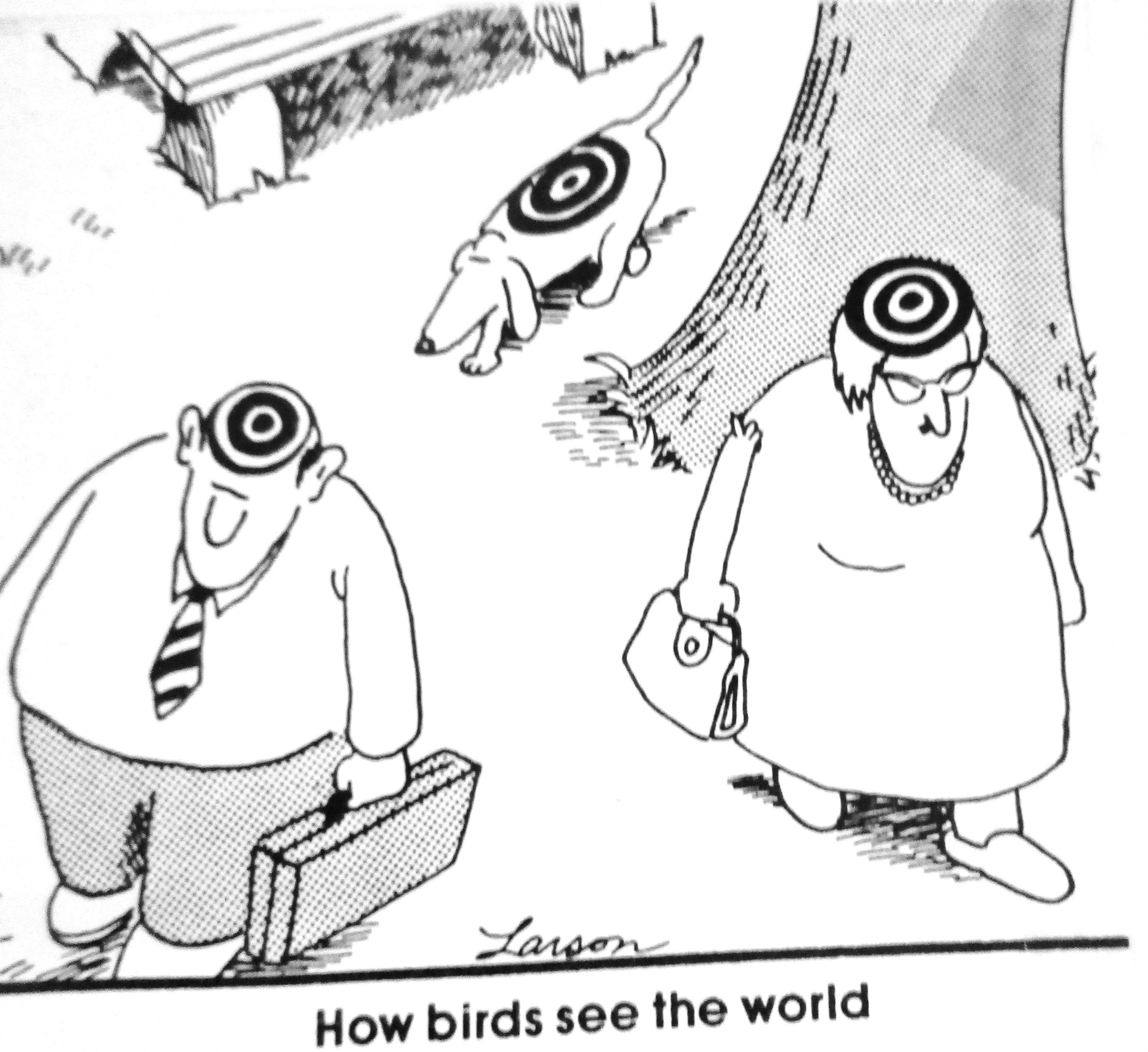 Cartoon How Birds See The World Antarctica Journal